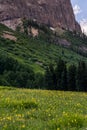 Crested butte colorado mountain landscape and wildflowers Royalty Free Stock Photo