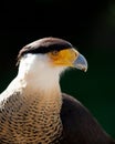 Crested Caracara