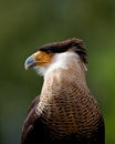 Crested Caracara