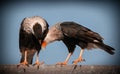 Crested Caracara Couple Mexican Eagles
