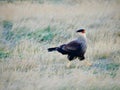 Crested Caracara in the park Torres de Paine in Chile