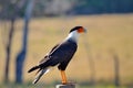 Crested Caracara