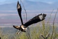 Crested Caracara in flight over the desert Royalty Free Stock Photo