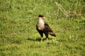 Crested Caracara male