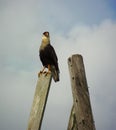 A Crested Caracara Perched on a Telephone Pole