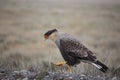 Crested Caracara portrait. Royalty Free Stock Photo