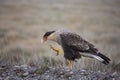 Crested Caracara portrait.