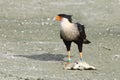 Crested Caracara Scavenging a Fish - Florida