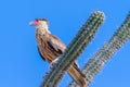 Crested caracara looking out on cactus plant