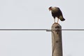 Crested carcara bird sitting on a pale