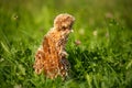 Crested chicken in a meadow