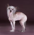 Crested chinese dog Royalty Free Stock Photo