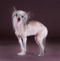 Crested chinese dog