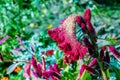 Crested Cockscomb Flower, scientifically known as Celosia argentea cristata have resemblance to a rooster\'s comb, featuring Royalty Free Stock Photo