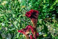 Crested Cockscomb Flower, scientifically known as Celosia argentea cristata have resemblance to a rooster\'s comb, featuring Royalty Free Stock Photo