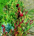 Crested Cockscomb Flower, scientifically known as Celosia argentea cristata have resemblance to a rooster\'s comb, featuring Royalty Free Stock Photo