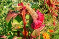 Crested Cockscomb Flower, scientifically known as Celosia argentea cristata have resemblance to a rooster\'s comb, featuring Royalty Free Stock Photo