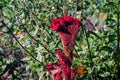 Crested Cockscomb Flower, scientifically known as Celosia argentea cristata have resemblance to a rooster\'s comb, featuring Royalty Free Stock Photo