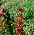 Crested Cockscomb Flower, scientifically known as Celosia argentea cristata have resemblance to a rooster\'s comb, featuring Royalty Free Stock Photo