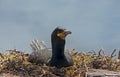 Crested cormorant, (Phalacrocorax aristotelis) Royalty Free Stock Photo