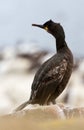 Crested cormorant, (Phalacrocorax aristotelis) Royalty Free Stock Photo
