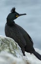Crested cormorant, (Phalacrocorax aristotelis) Royalty Free Stock Photo