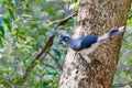 Crested coua bird Coua cristata Madagascar Royalty Free Stock Photo