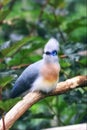 Crested Coua, Coua cristata, native to Madagascar. Exotic Tropical Bird Royalty Free Stock Photo