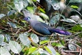 Beautiful Crested Coua, Coua cristata Royalty Free Stock Photo