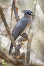 Crested Coua - Coua cristata Royalty Free Stock Photo