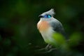 Crested Couna, Coua cristata, rare grey and blue bird with crest, in nature habitat. Couca sitting on the branch, Madagacar. Birdw Royalty Free Stock Photo