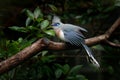 Crested Couna, Coua cristata, rare grey and blue bird with crest, in nature habitat. Couca sitting on the branch, Madagascar. Bird Royalty Free Stock Photo