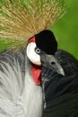 Crested Crane