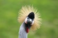 Crested crane Royalty Free Stock Photo