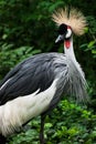 Crested Crane (Balearica regulorum gibbericeps) Royalty Free Stock Photo