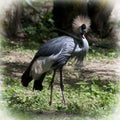 Crested crane (Balearica regulorum gibbericeps) Royalty Free Stock Photo