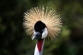 Crested Crane Bird Royalty Free Stock Photo