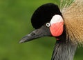 Crested Crane portrait Royalty Free Stock Photo