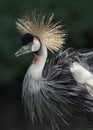 Crested crane