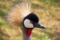 Crested Crane Portrait 2 Royalty Free Stock Photo