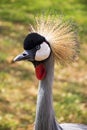 Crested Crane Portrait 3 Royalty Free Stock Photo
