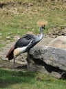 Crested Crane Standing Beside Two Large Boulders Royalty Free Stock Photo