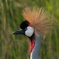 Crested Crane - Uganda Royalty Free Stock Photo