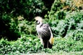 Crested crane Royalty Free Stock Photo