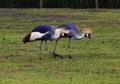 Crested cranes on a walk