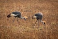Crested Cranes in Zambia