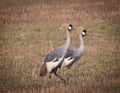 Crested Cranes in Zambia
