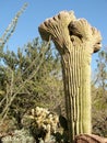 Large Crested (Cristate) Saguaro cactus, Arizona, USA Royalty Free Stock Photo