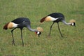 Crested / Crowned Crane, Uganda, Africa Royalty Free Stock Photo