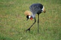 Crested / Crowned Crane, Uganda, Africa Royalty Free Stock Photo
